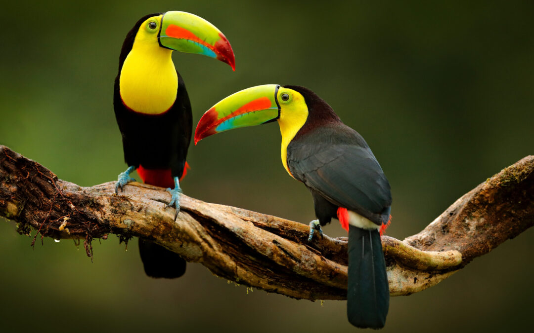 Paraiso Verde