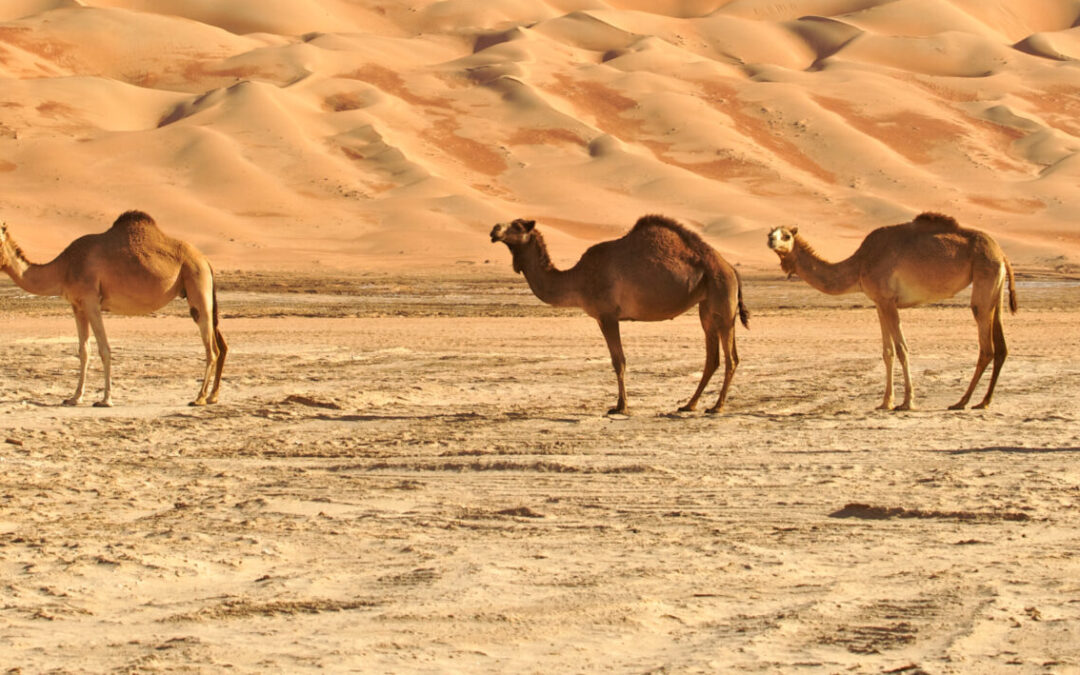 Nord d’Oman