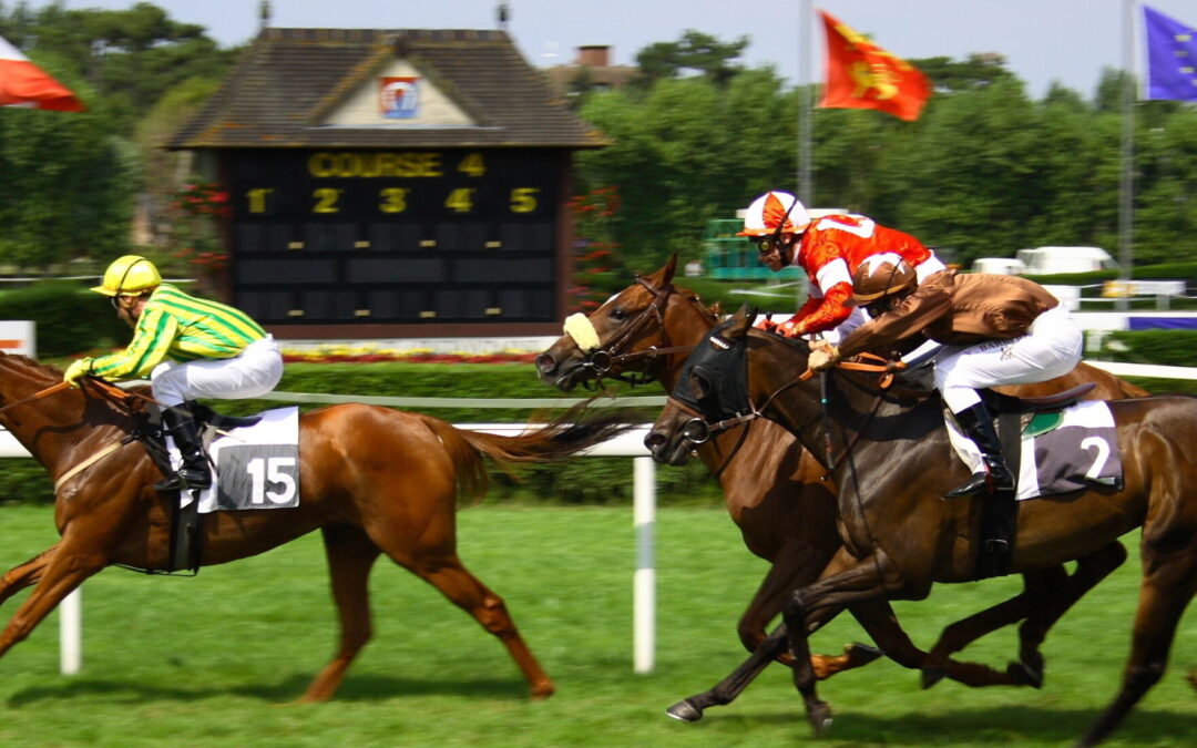 Haras des pâquerettes