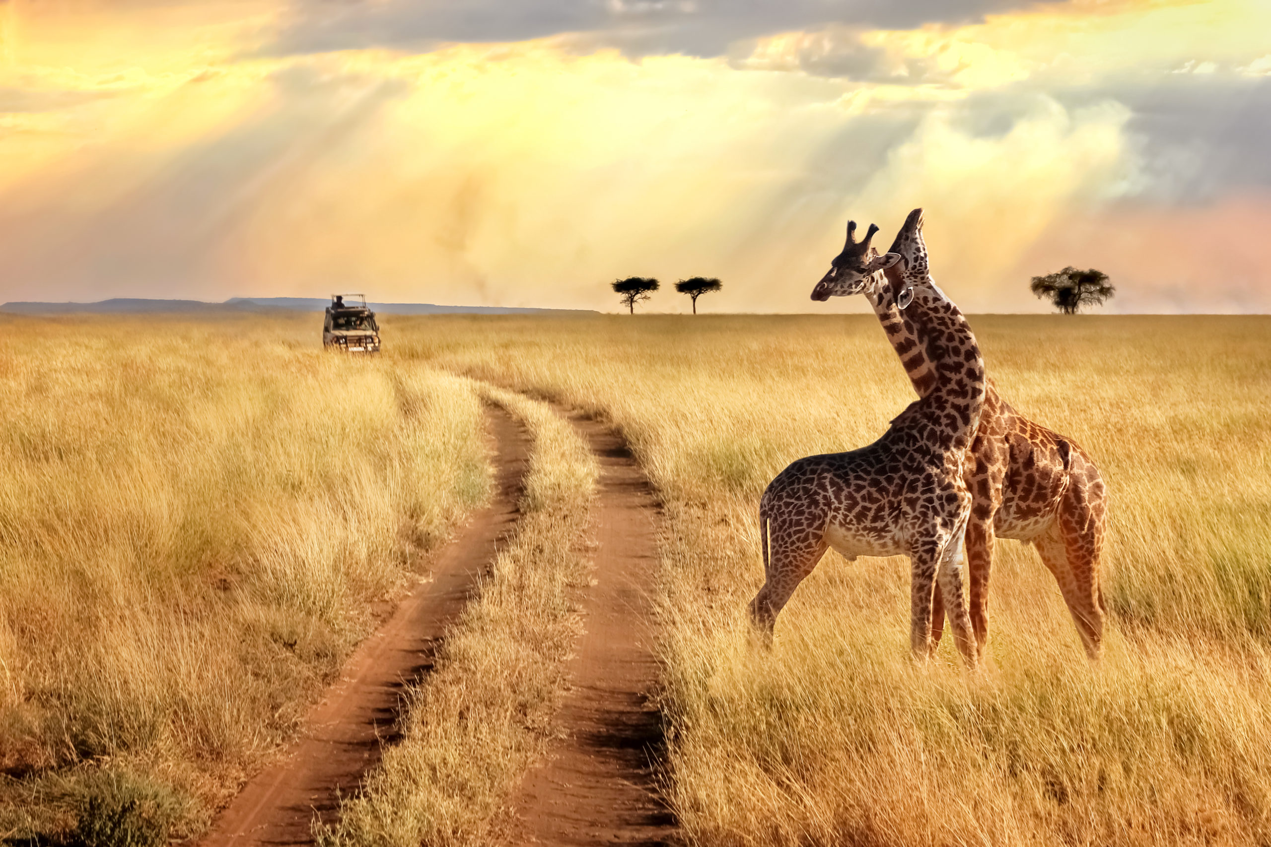 Group of giraffes in the Serengeti National Park on a sunset bac