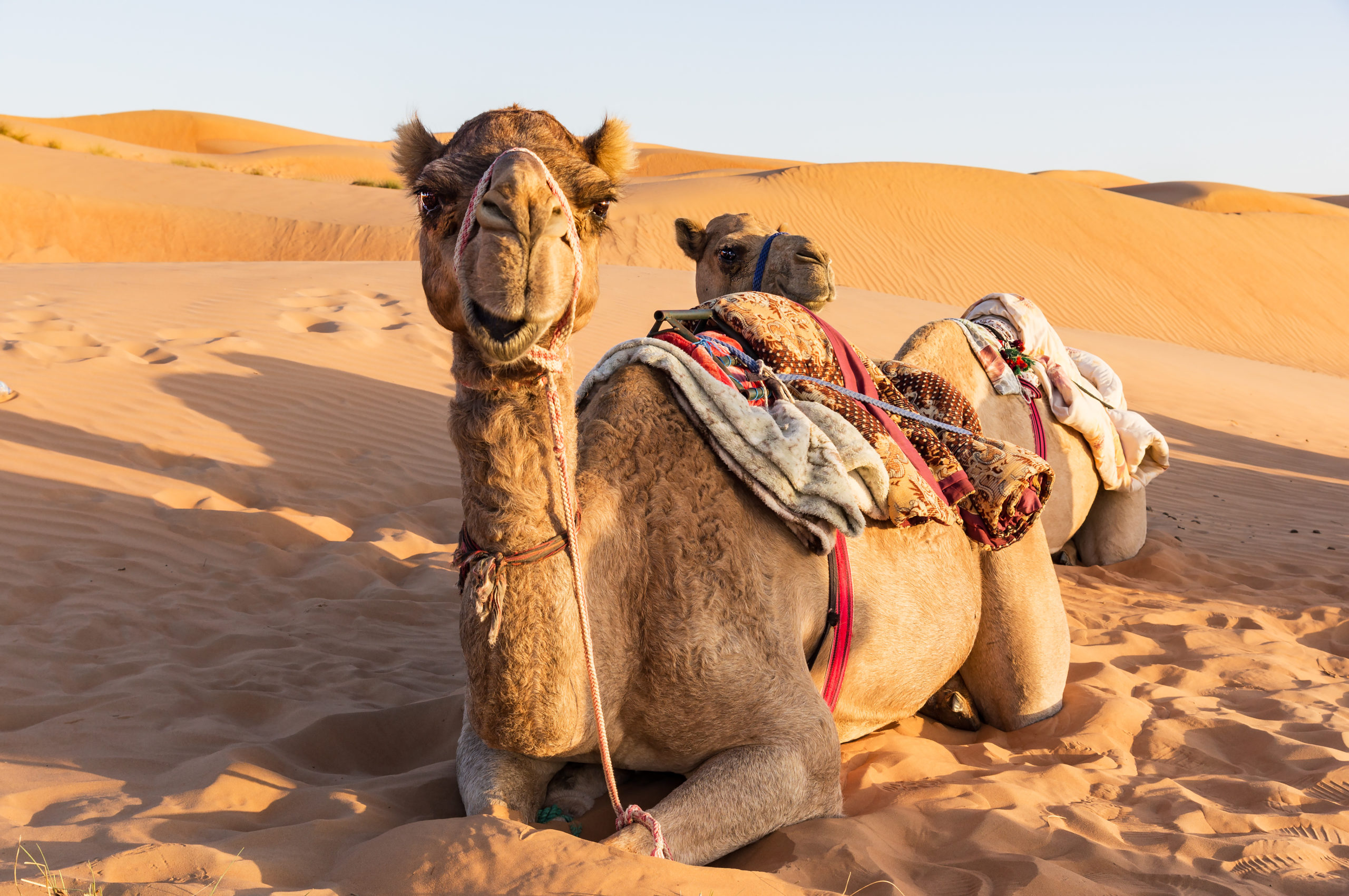 Close-up on Camel in Oman desert