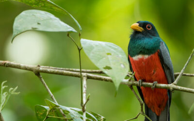 Gros plan sur un bel oiseau qu'on appelle Trogon à queue noire (Trogon melanurus). Tête verte et gorge rouge. On le trouve au Panama et dans le nord de l'Amérique du Sud.