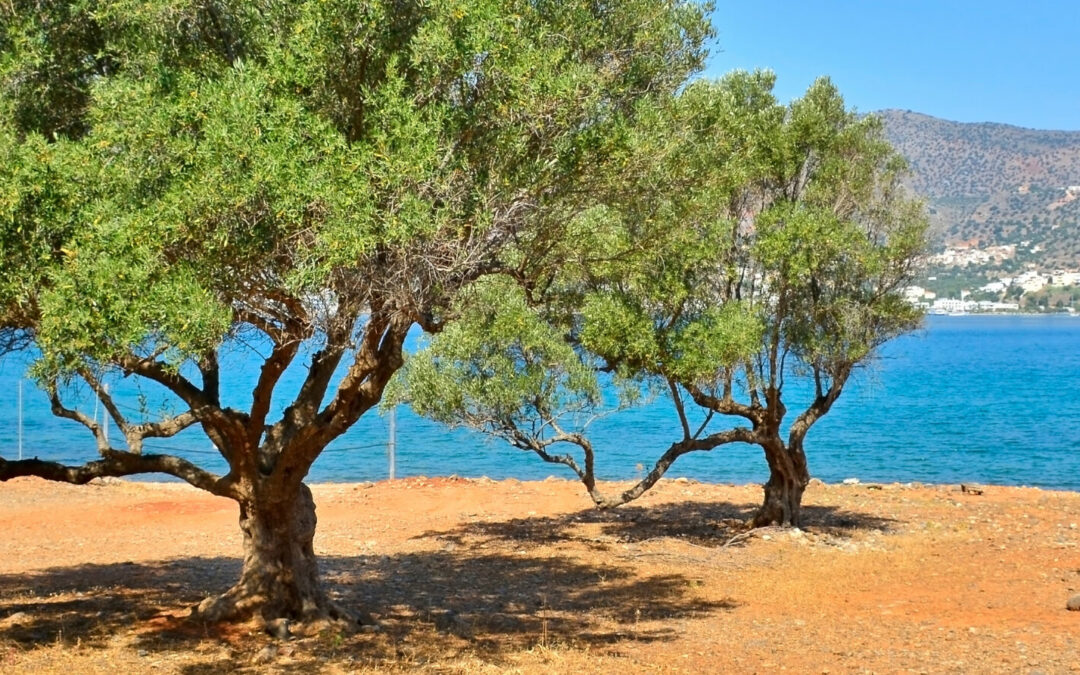 Crète Entre vigne et Olivier